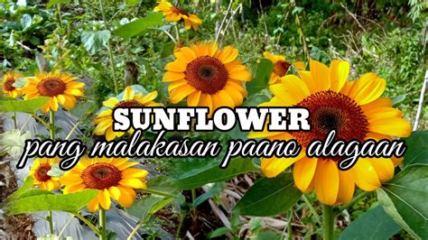 pinayflix sinalsal|Sinalsal ng Nilalagawan Sabay Subo ng Pang Malakasan.